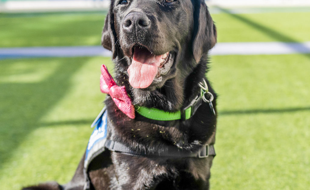 CHOC welcomes resident dog into pediatric mental health inpatient ...