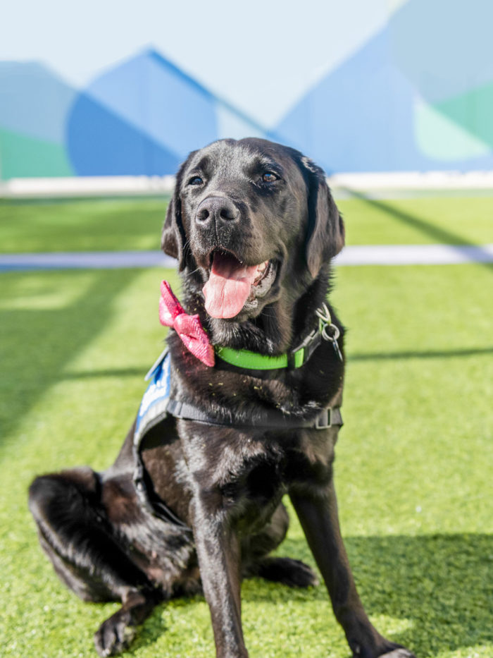 CHOC welcomes the first resident dog dedicated to helping kids in a pediatric inpatient mental health unit
