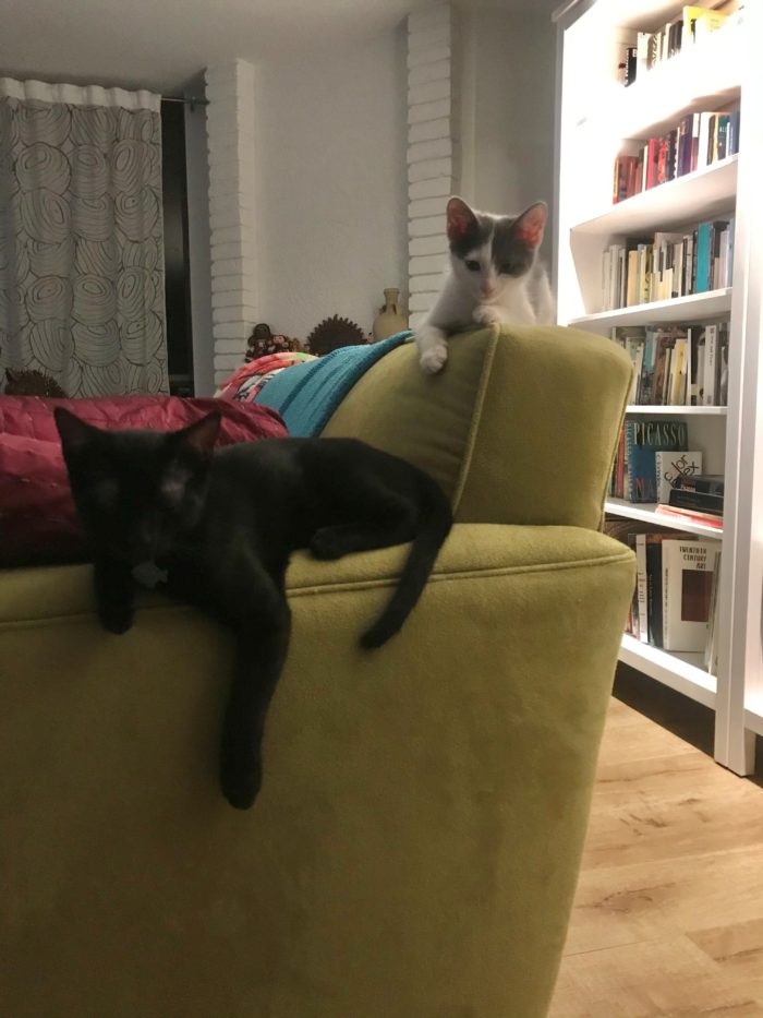 Liliana's two kittens sit on her couch in her home