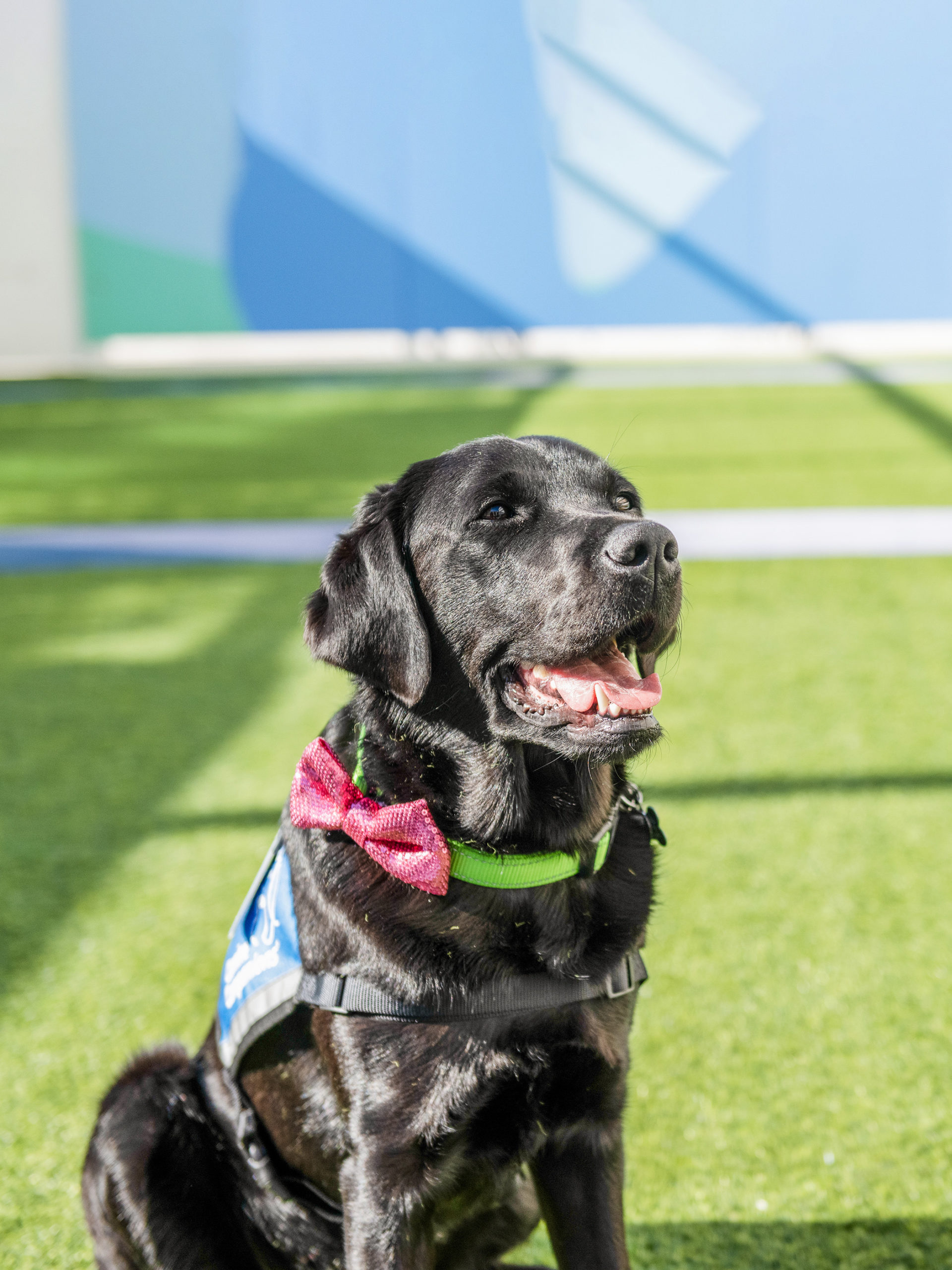 black lab on grass