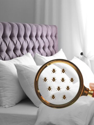 A magnifying glass showing bed bugs in a bed with a purple headboard.